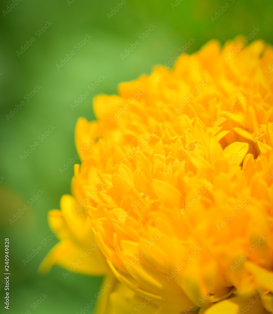 marigold flower / Bright of yellow marigold flower and sunlight spring time in the garden marigold flower / Bright of yellow marigold flower and sunlight spring time in the garden