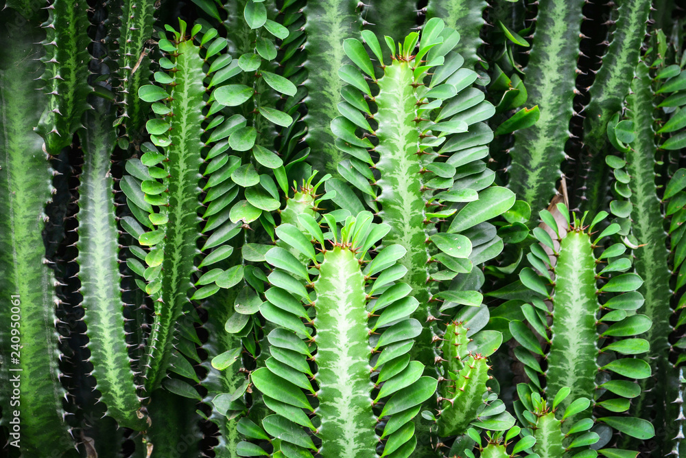 cactus background / cardon cactus fairy castle plant with green leaves cactus background / cardon cactus fairy castle plant with green leaves