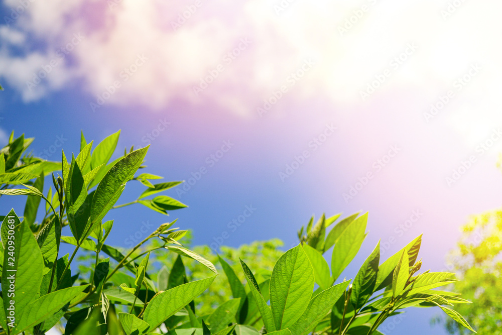 Green leaves under sun / leaf and sunlight on clouds and blue sky background in summer Green leaves under sun / leaf and sunlight on clouds and blue sky background in summer