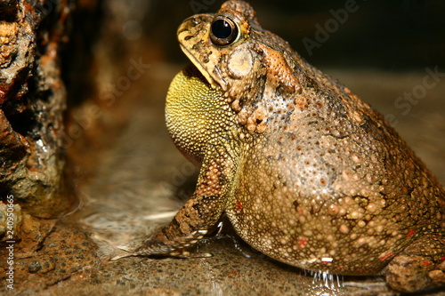 Night frog photo