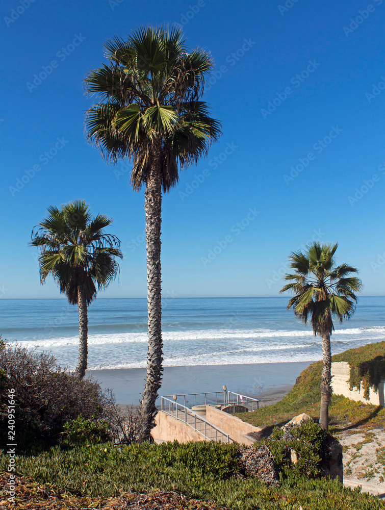 Fototapeta premium Palm Trees and Pacific ocean
