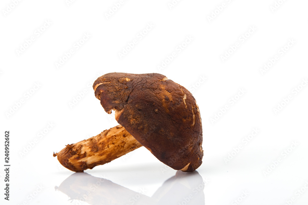 Shiitake mushroom on the White background Shiitake mushroom on the White background