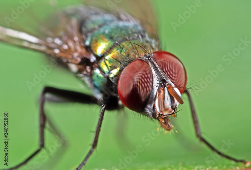 Macro Photo of Head of Blowfly on Green Leaf © backiris