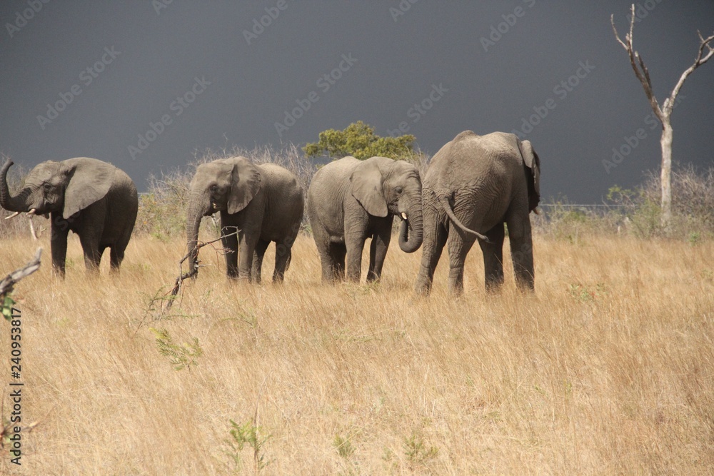 Fototapeta premium Wildlife shoot 