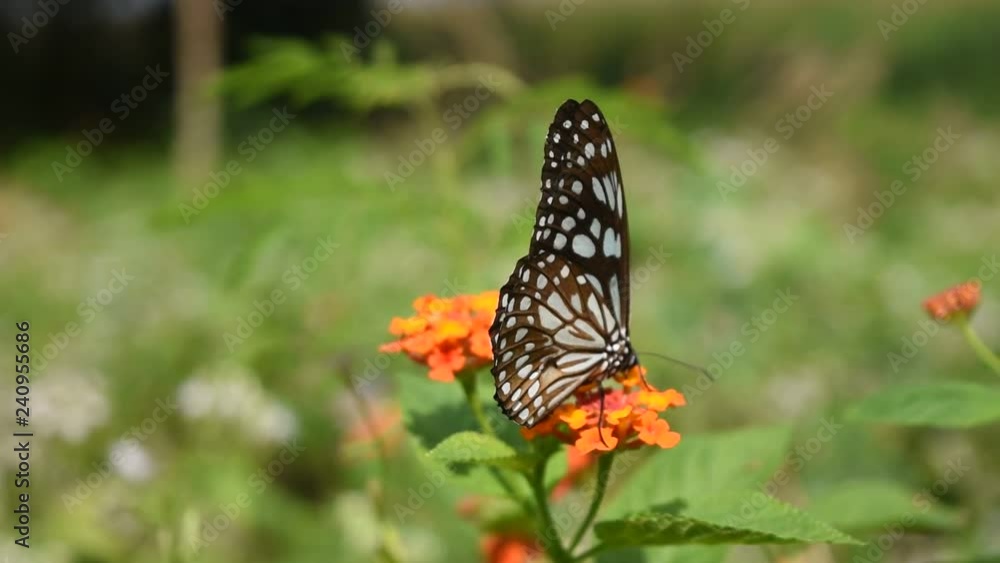 Dark Glassy Tiger (Parantica agleoides) butterfly seeking nectar on orange color flower of Ziziphus oenoplia tree in field with natural green background, Patterned blue on black color wing Dark Glassy Tiger (Parantica agleoides) butterfly seeking nectar on orange color flower of Ziziphus oenoplia tree in field with natural green background, Patterned blue on black color wing