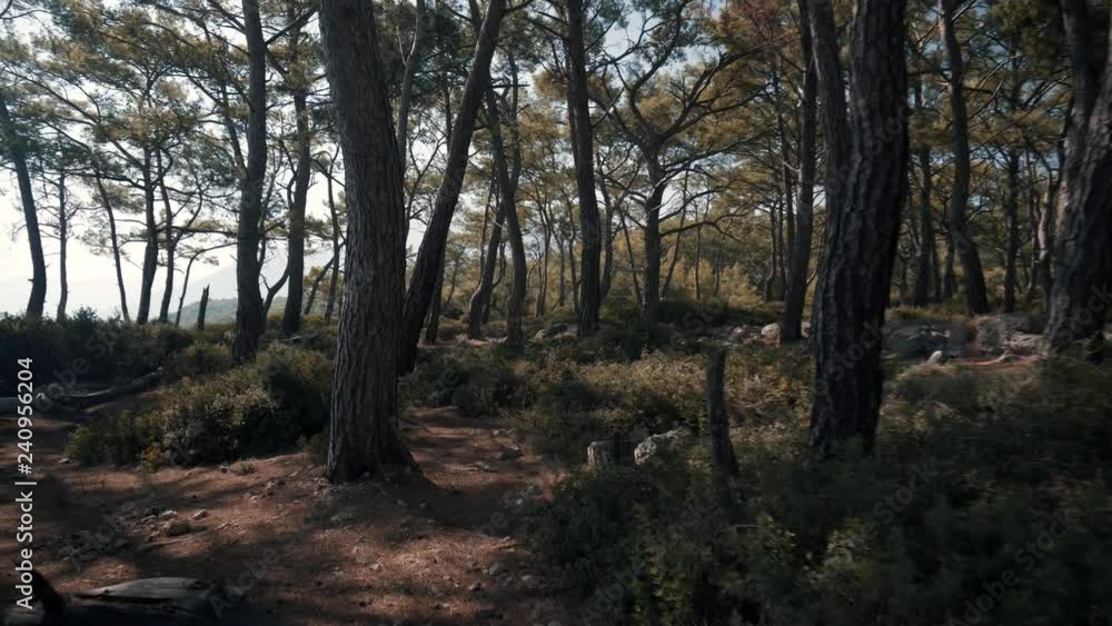 Walk in Forests On The Mountain Slopes Of Mediterranean Coast Lycian Way.Lookout From A Forest To The Sea.Low ground shot in forest by sea. Gimbal low ground shot in forest by sea. Walk in Forests On The Mountain Slopes Of Mediterranean Coast Lycian Way.Lookout From A Forest To The Sea.Low ground shot in forest by sea. Gimbal low ground shot in forest by sea.