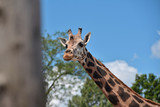 zoo giraffe budapest