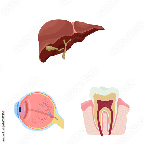 Vector design of body and human logo. Set of body and medical stock vector illustration.