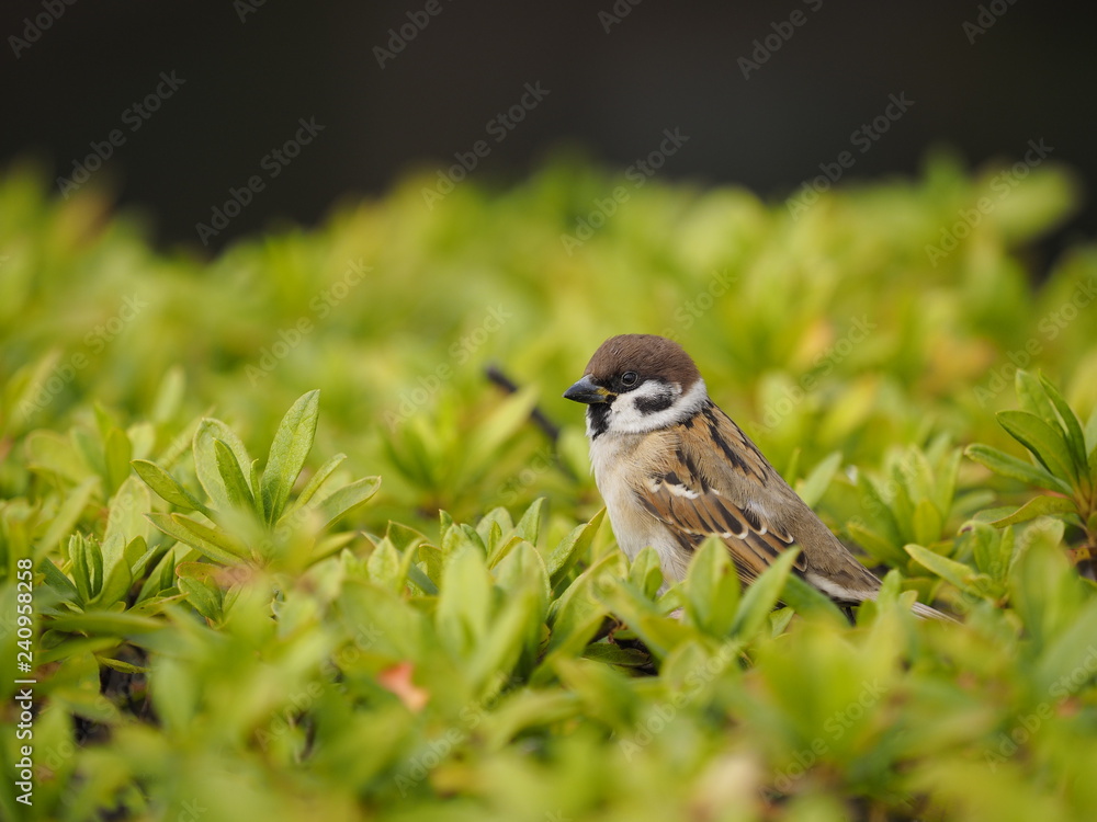 Obraz premium sparrow on the grass