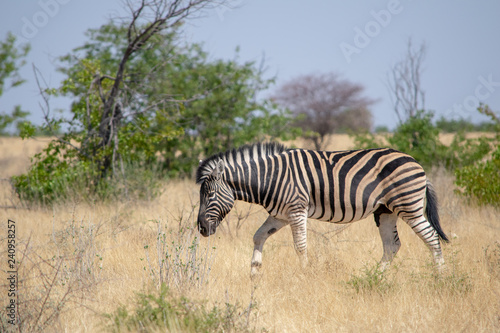 2018-10 Namibia