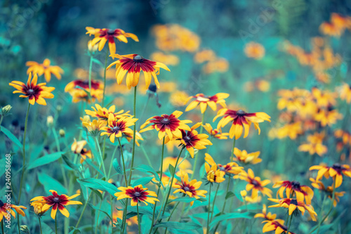 Vintage floral background. Black-eyed Susan Flowers in the garden © vvvita