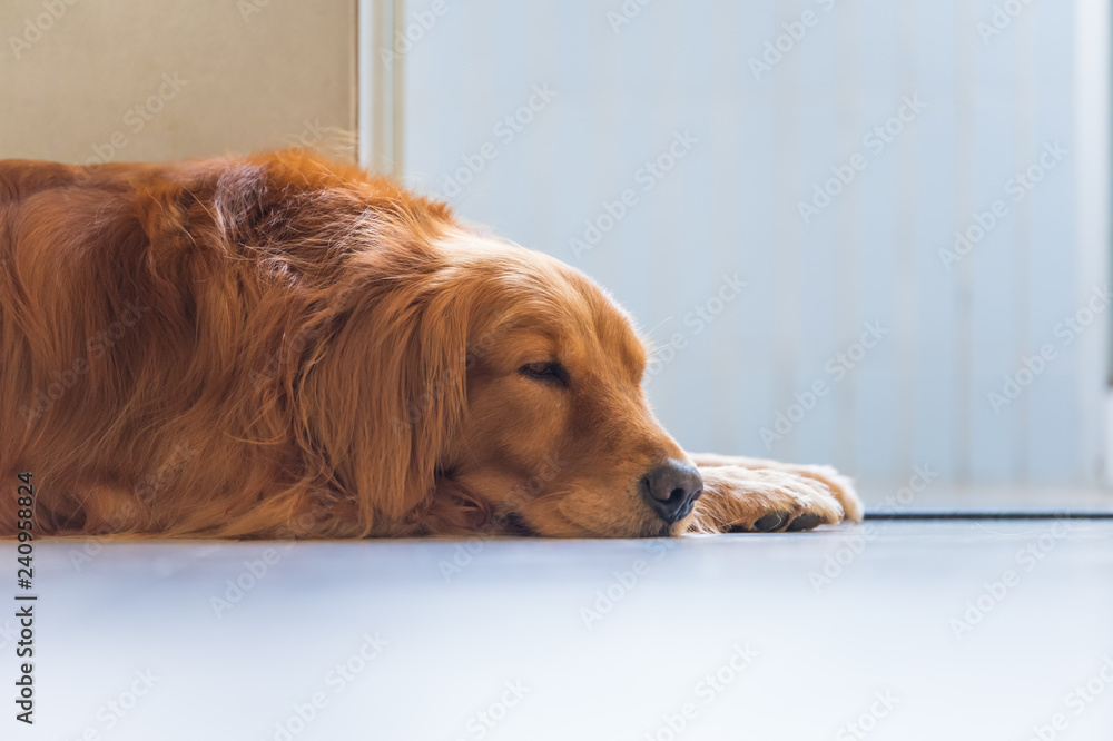 Golden Retriever Dog lying on the ground