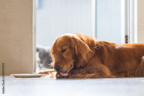 Photography The Golden Retriever Dog is lying on the ground licking his paws.