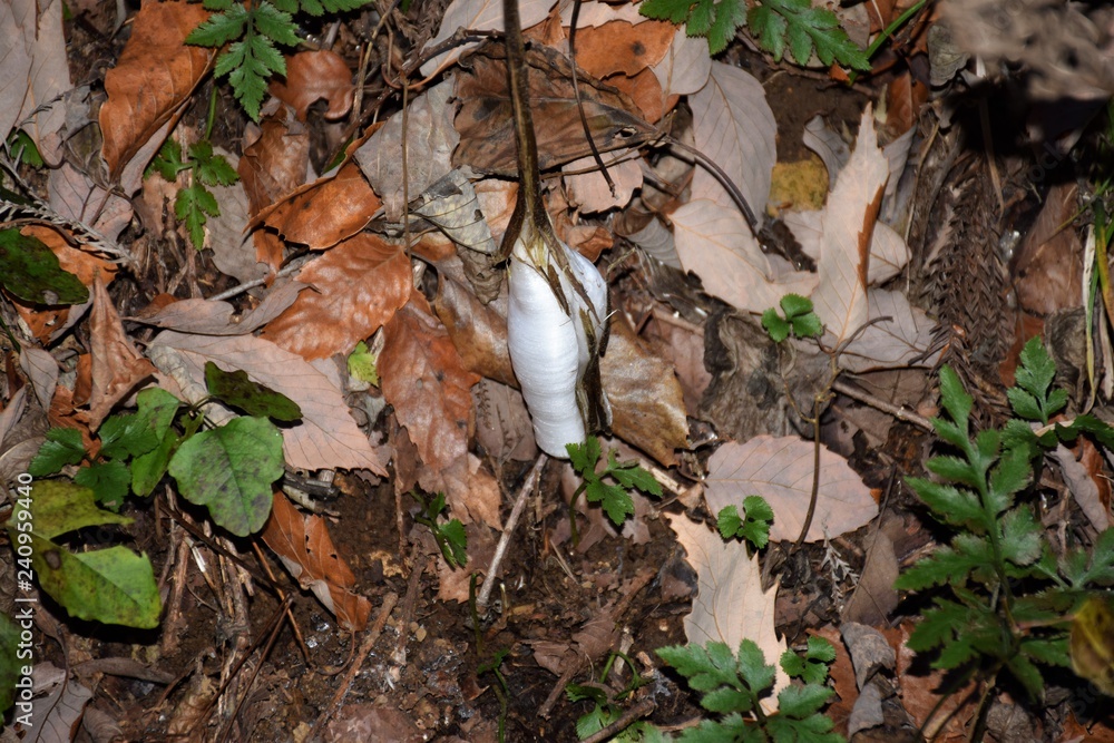 Naklejka premium シモバシラ