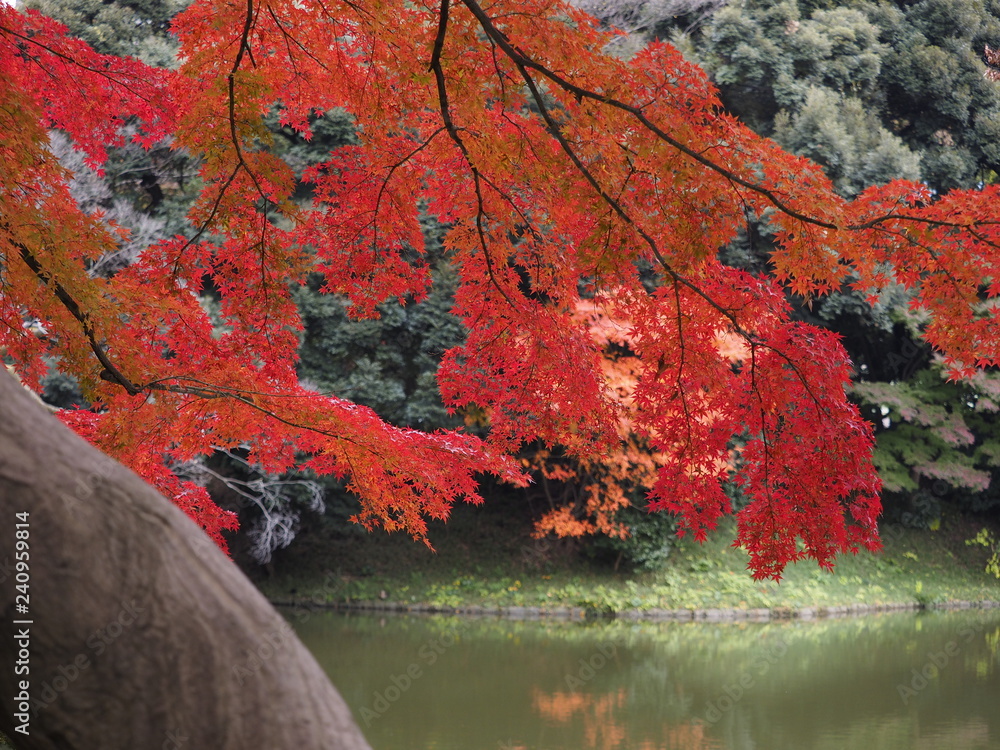 autumn leaves on the lake