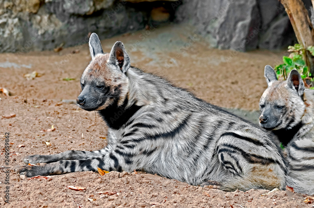 Obraz premium Striped hyena. Latin name - Hyaena hyaena