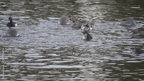 Alcedo,atthis,kingfisher,common,halcyon,wild,bird,nature,beautiful,blue,pond,branch,Tokyo,Tama,Japan,
