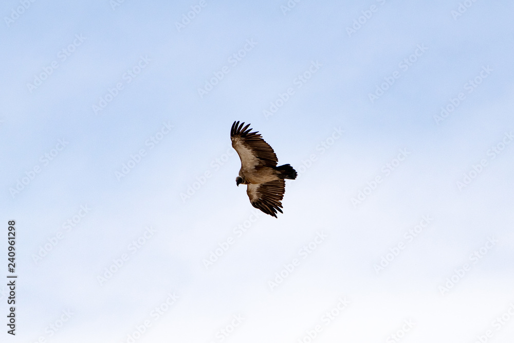 Obraz premium 2018-10 Namibia