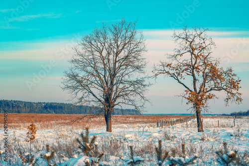Rural landscape in winter. The field covered with snow and trees on the field