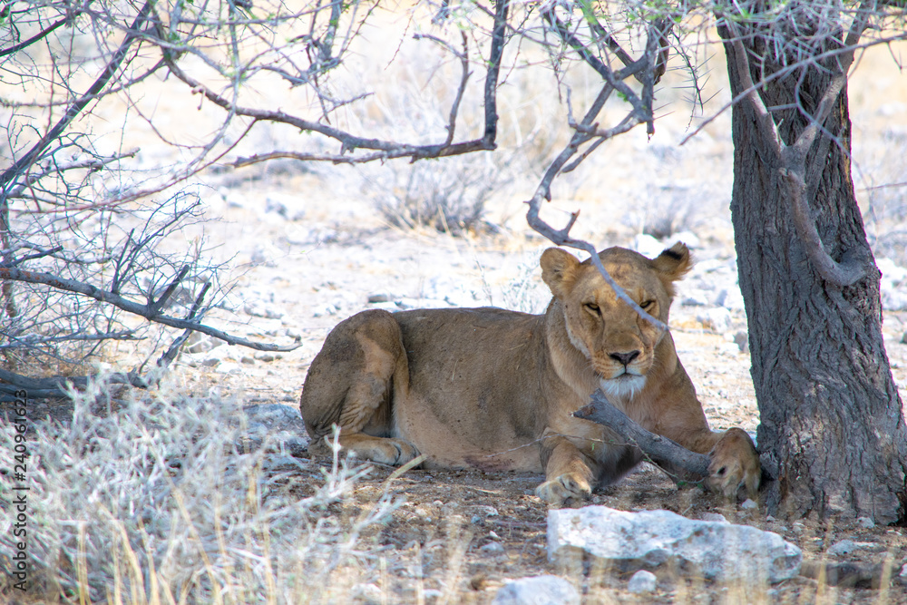 Obraz premium 2018-10 Namibia