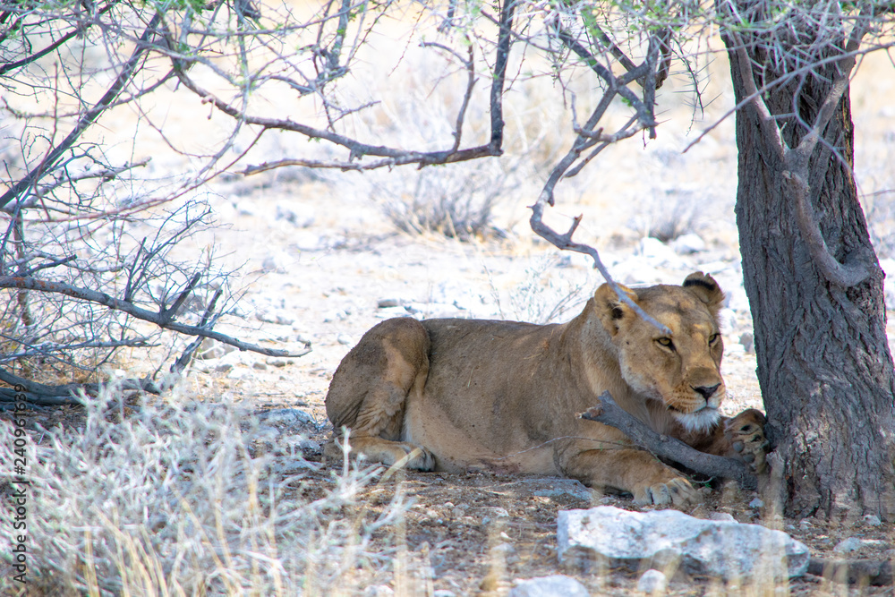 Fototapeta premium 2018-10 Namibia
