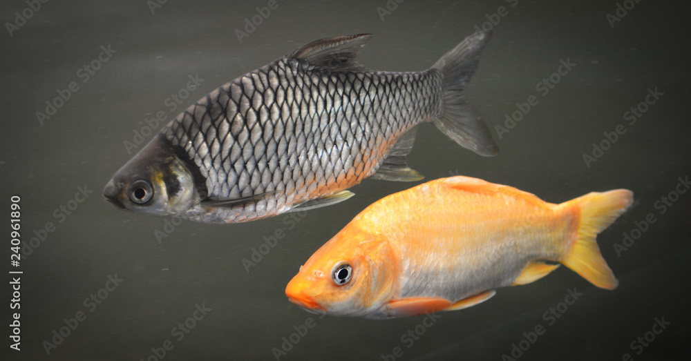 Fototapeta premium Golden fish / Java barb and Golden Yellow fish common carp swimming in a pond - Silver Barb
