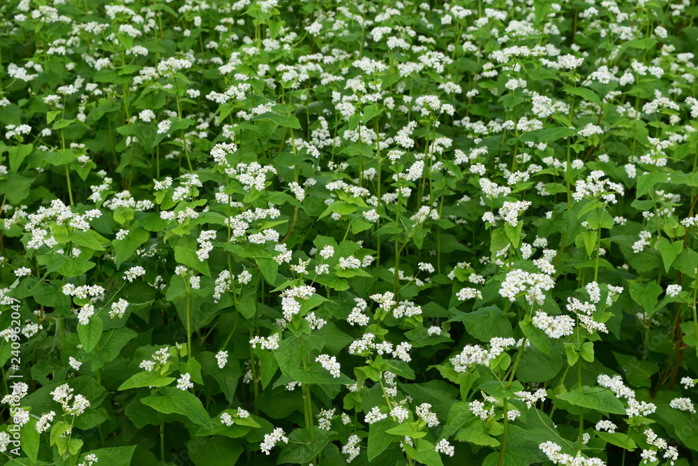 蕎麦畑 白い花 蕎麦畑 白い花