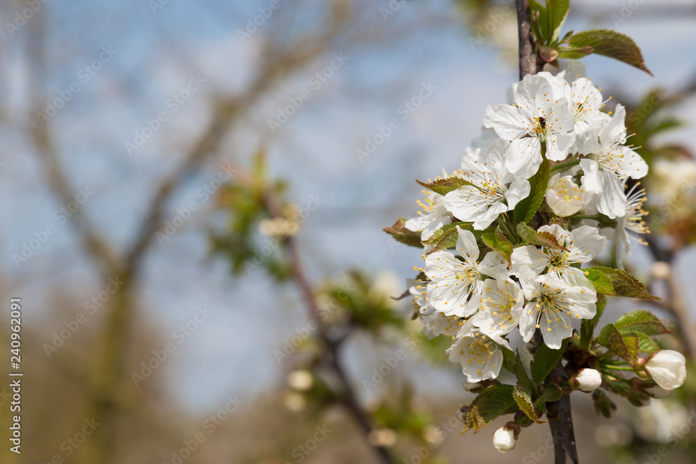 Sweet Cherry tree in blossom. Background with copy space Sweet Cherry tree in blossom. Background with copy space
