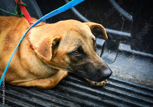 Sick animal - Dog sick with dog collar lying on floor going to animal hospital / sad animal