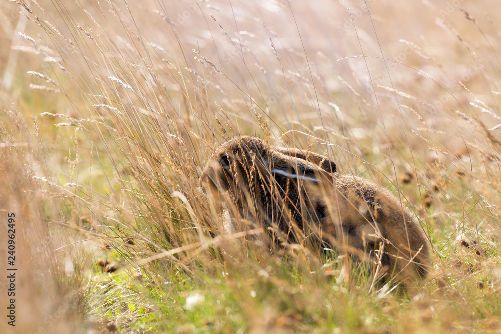 Wild Young Furry Mountain Hare ( Lepus Timidus Or Alpine Hare ) Basking In Summer Pelage, Folded Its Ears And Decumbent Among The Yellow Grass At The Autumn Sun.Tundra Hare, Also Known As White Hare