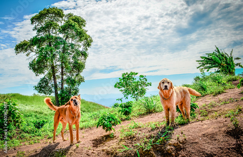 Landscape of dog / The dog barks and standing on hill view of tree and mountain background © Bigc Studio