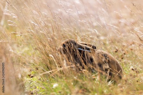 Obraz na płótnie Wild Young Furry Mountain Hare ( Lepus Timidus Or Alpine Hare ) Basking In Summer Pelage, Folded Its Ears And Decumbent Among The Yellow Grass At The Autumn Sun.Tundra Hare, Also Known As White Hare w salonie