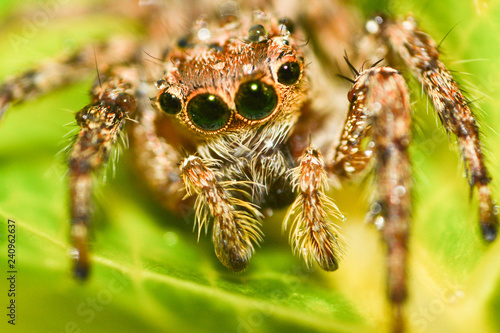 Jumping spider beautiful Little jumping spider on leaf extreme macro - Macro insect brown black spider
