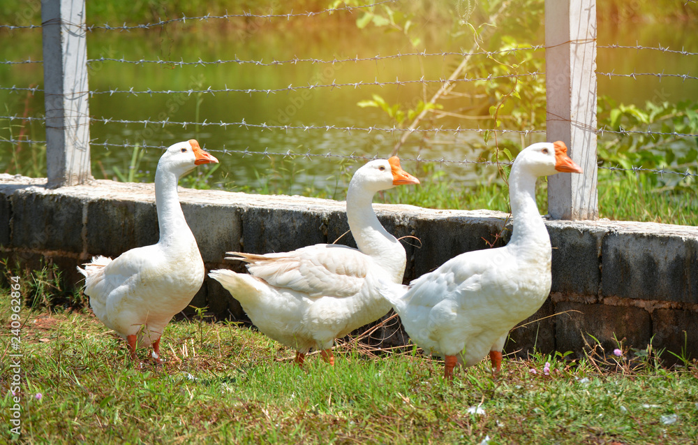 Obraz premium Geese White / Duck or geese three Walking on green grass in farm selective focus