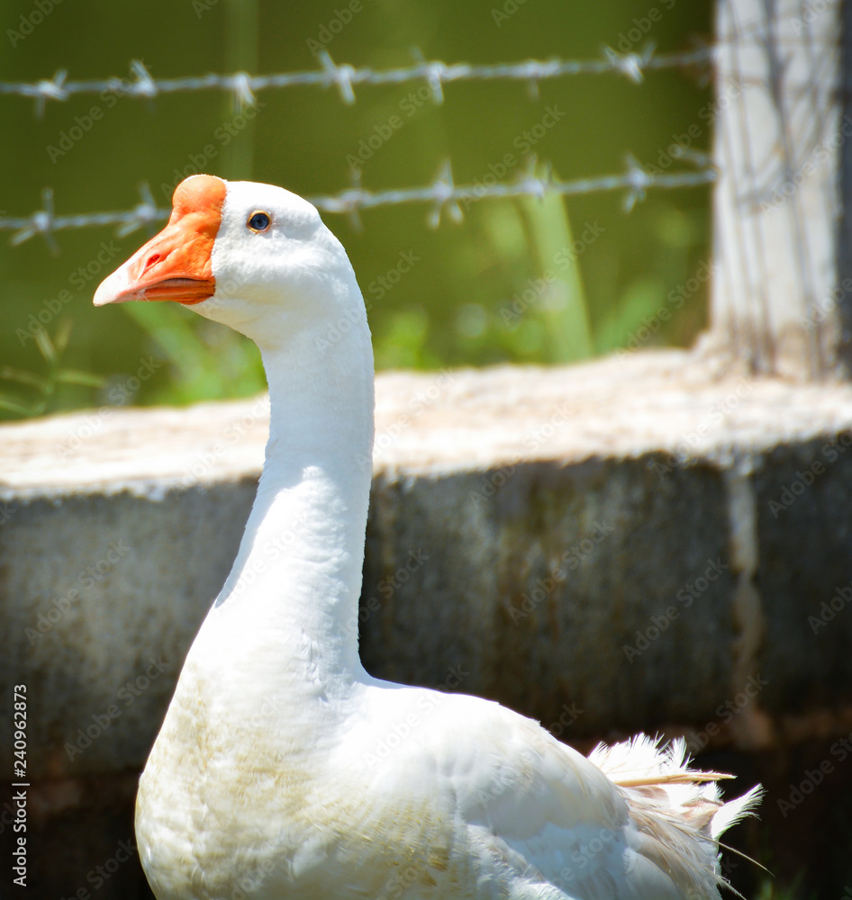 Obraz premium Geese White / Duck or geese three Walking on green grass in farm selective focus