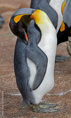 King penguin. Latin name - Aptenodytes patagonicus