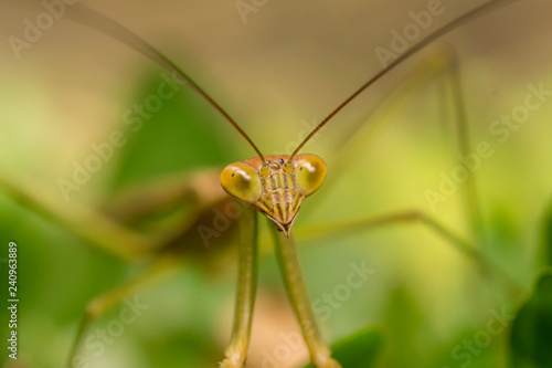 Macro Close Up Shot of Praying Mantis or Mantis Religiosa. Bali, Indonesia. © dmitriylo