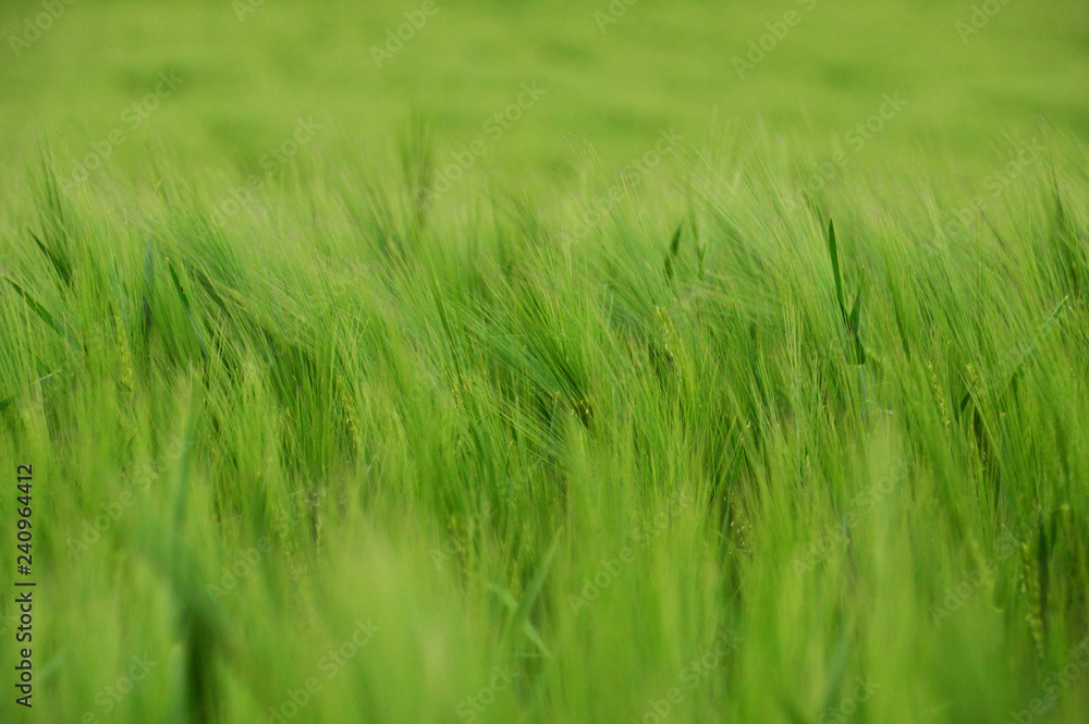 Obraz premium beautiful wheat field in wheat field