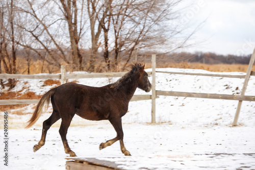 Wallpaper Mural brown horse in the snow in winter Torontodigital.ca