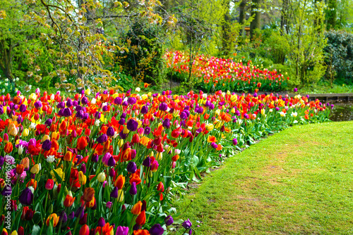 Tulip garden in Keukenhof, Netherlands