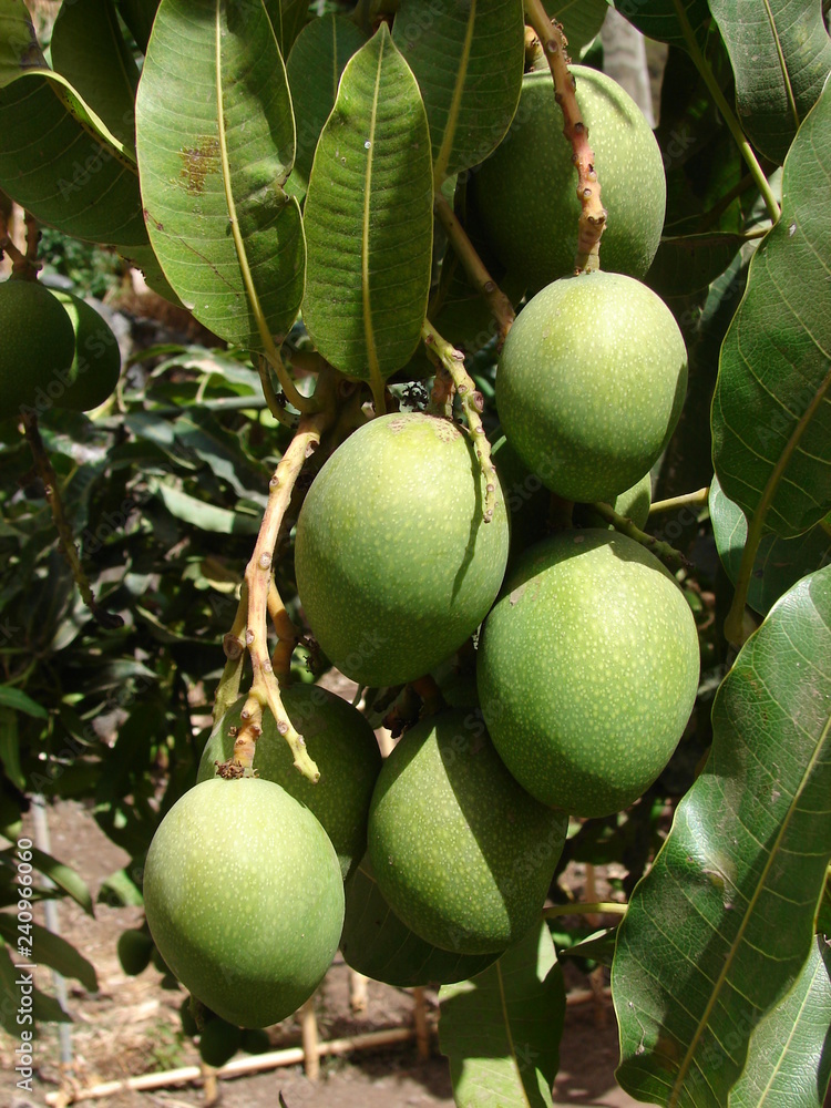 Mango Mango