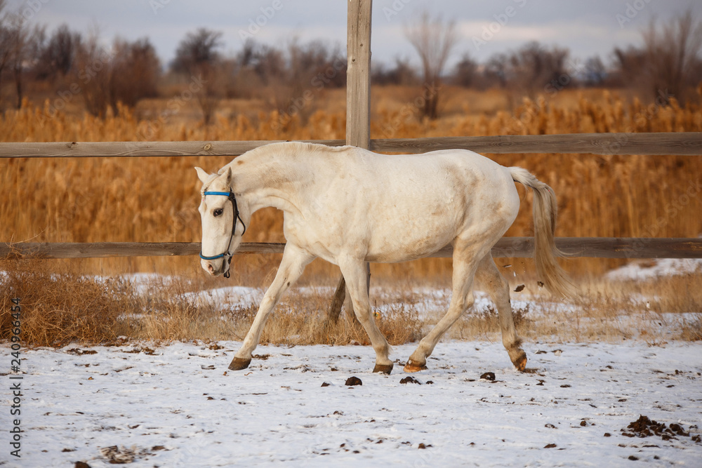 White horse runs in the winter in the snow White horse runs in the winter in the snow