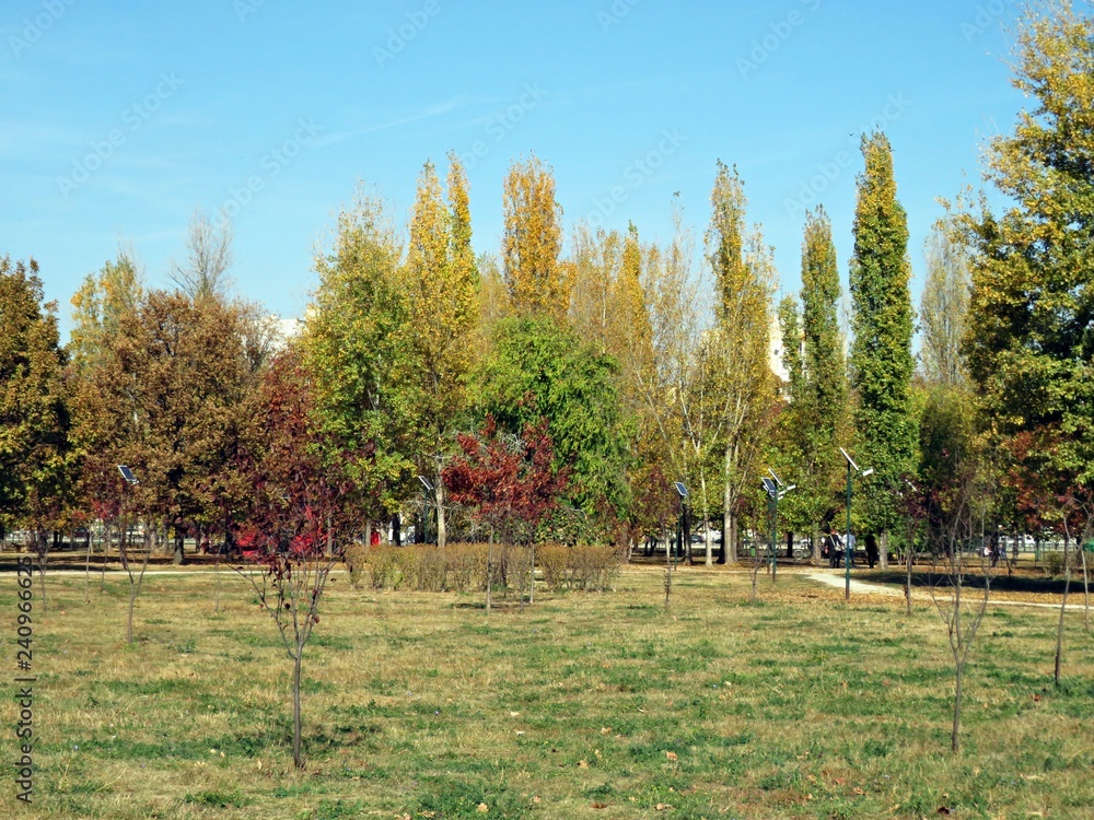 Autumn day in the park. Colorful trees. 