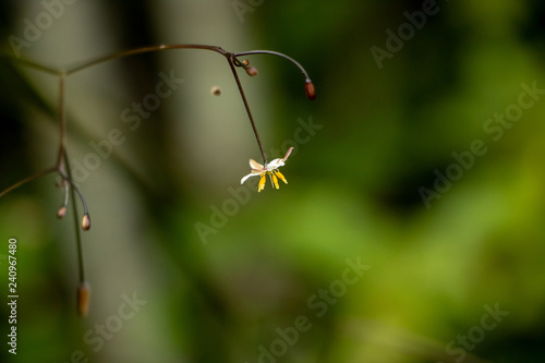 Close up of small flower with blurred background 