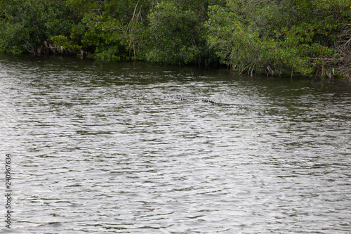 Crocodiles in Everglades National Park in Florida  U.S.