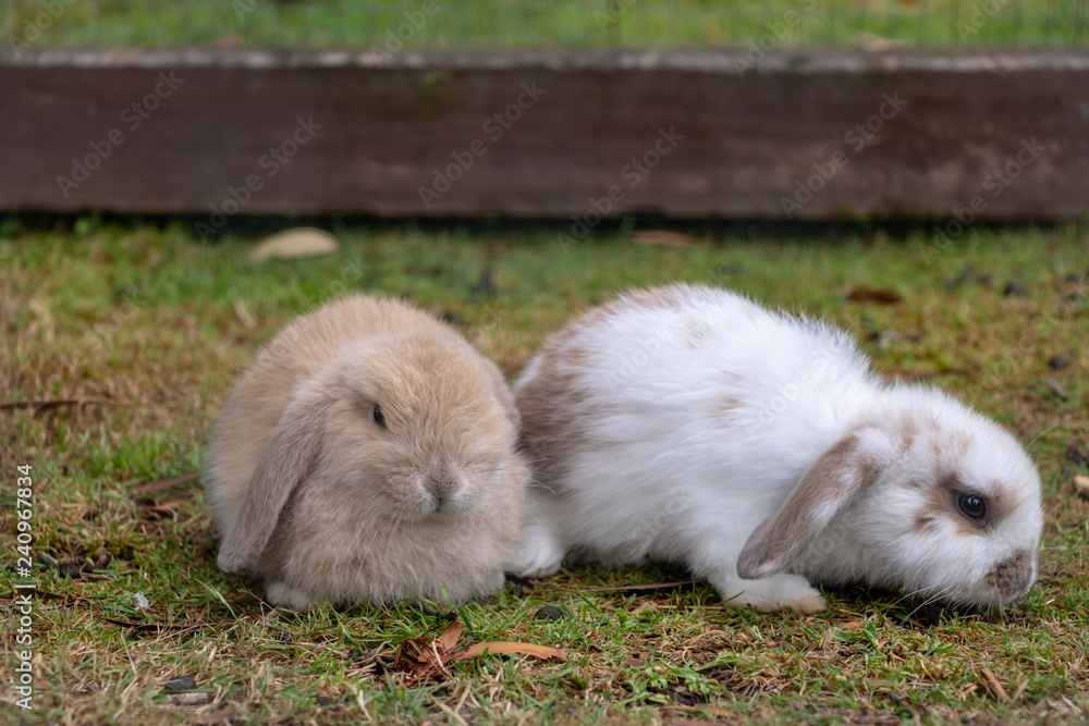 Two cute little bunnies siting together Two cute little bunnies siting together
