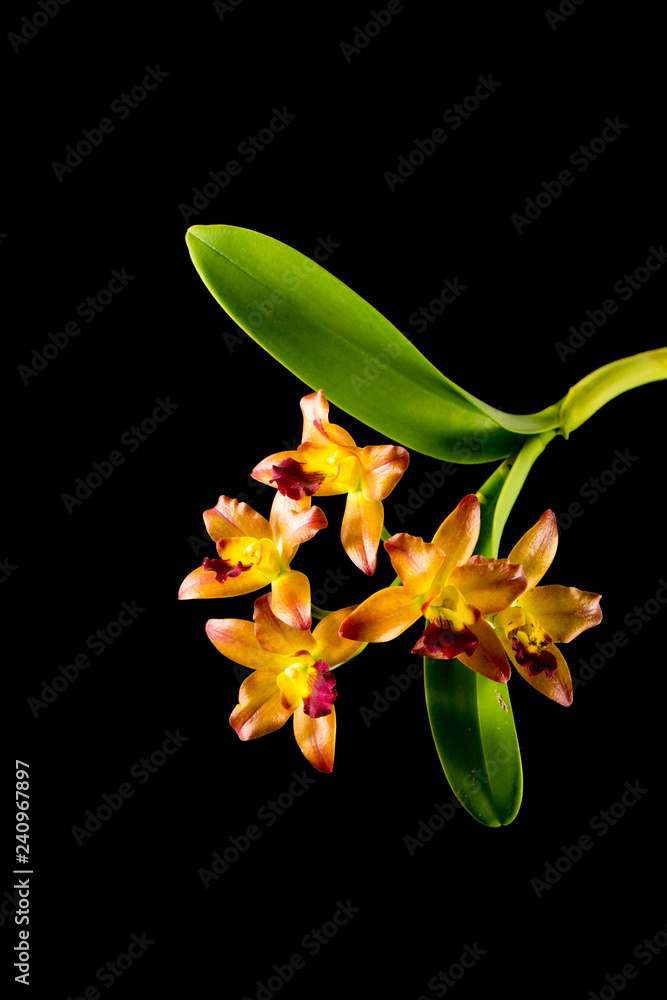Streaked orchid flowers. Beautiful orchid flowers on black background Streaked orchid flowers. Beautiful orchid flowers on black background