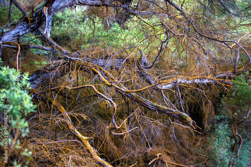 Fototapeta Naklejka Na Ścianę i Meble -  Orange mineral build up on trees in New Zealands volcanic regions