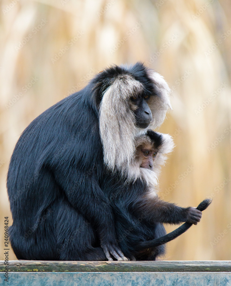 Obraz premium Macaca silenus