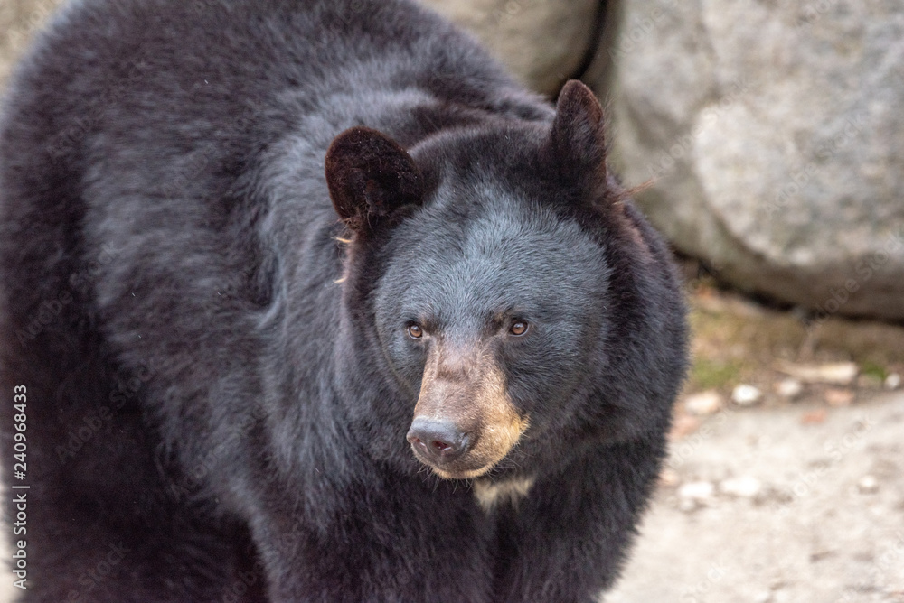 American black bear (Ursus americanus). Wildlife animal American black bear (Ursus americanus). Wildlife animal